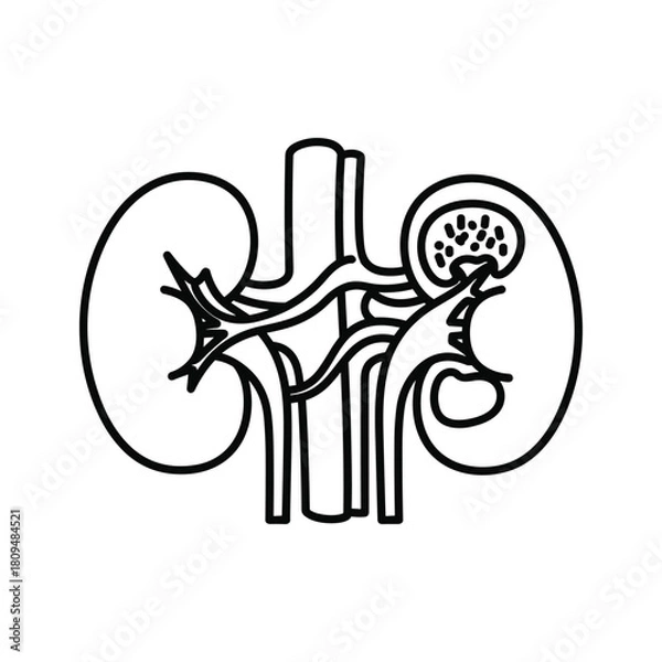 Fototapeta Illustration of human kidneys, isolated on perfect for medical and educational purposes