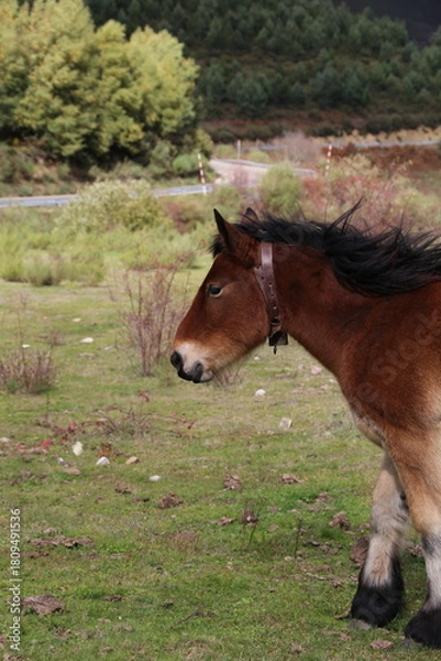 Fototapeta Caballo
