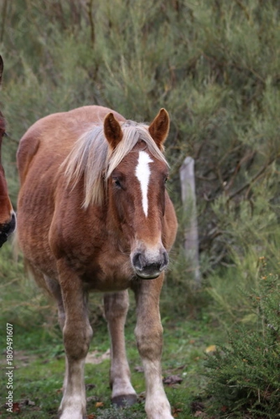 Fototapeta Caballo