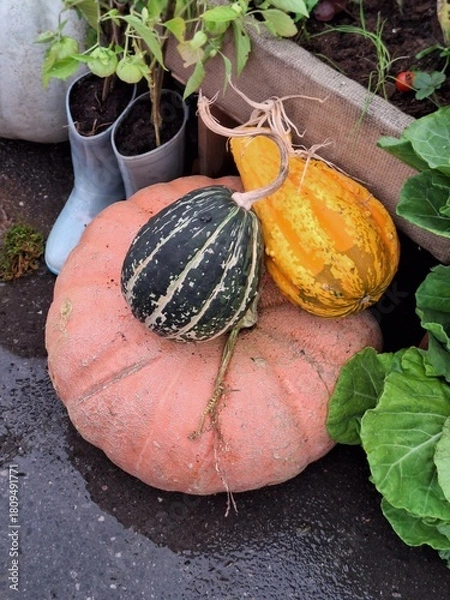Fototapeta Calabazas