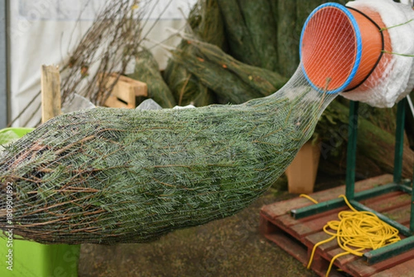 Fototapeta Wrapped up a Christmas tree packed in a plastic net