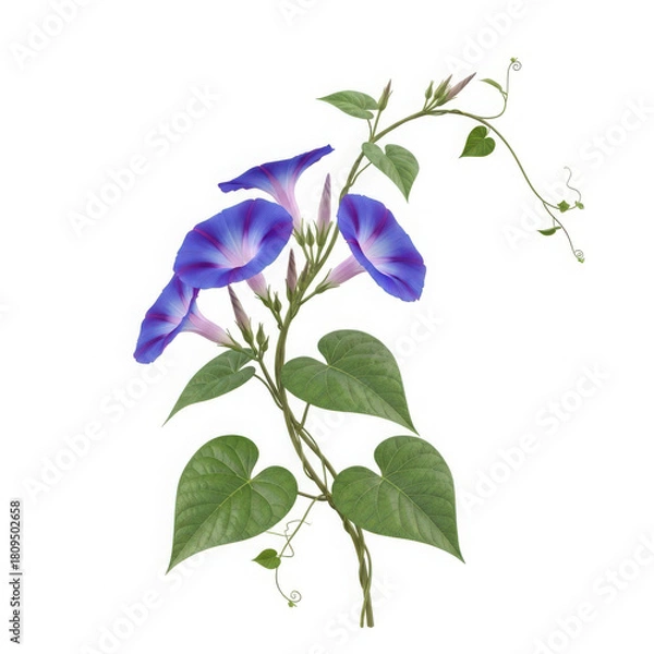 Obraz Delicate purple morning glory flowers and green leaves on a vine isolated on transparent background