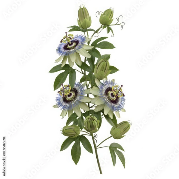 Fototapeta Delicate light purple passion flower vine with green leaves and buds isolated on transparent background