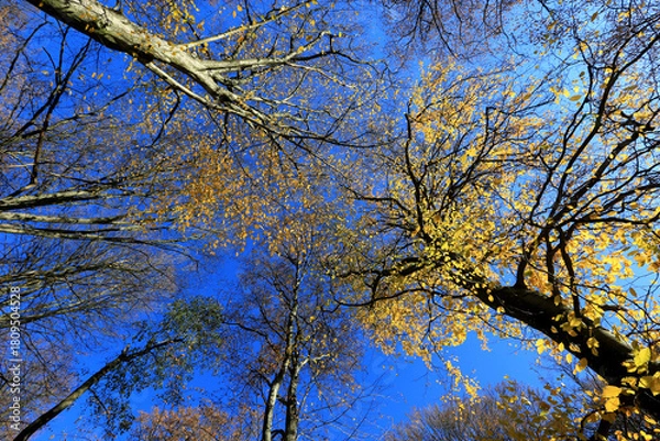 Obraz view on blue sky through trees