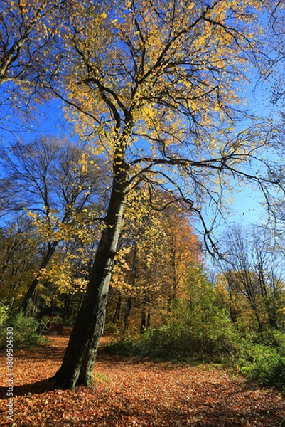 Obraz tall beech tree in an autumn forest