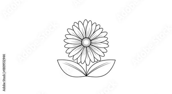 Fototapeta Symmetrical black and white line drawing of a daisy or sunflower with detailed petals and two leaves for a coloring page.