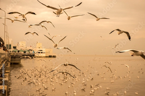 Fototapeta Seagulls flying over a soaring over the sea and are swimming in the water
in sunset at Bangpu Samut Prakan,Thailand