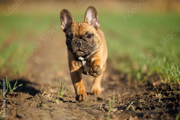 Fototapeta red french bulldog puppy running on a meadow