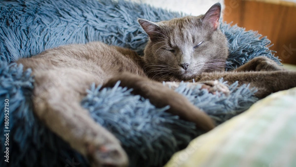 Obraz Grey cat napping comfortably in soft bedding