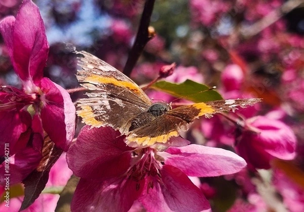 Obraz butterfly on a  flower