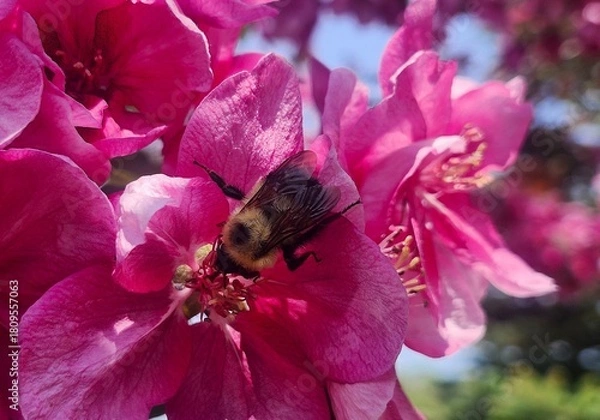 Obraz bee on  a pink flower