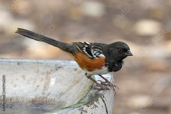 Obraz Sptted Towhee