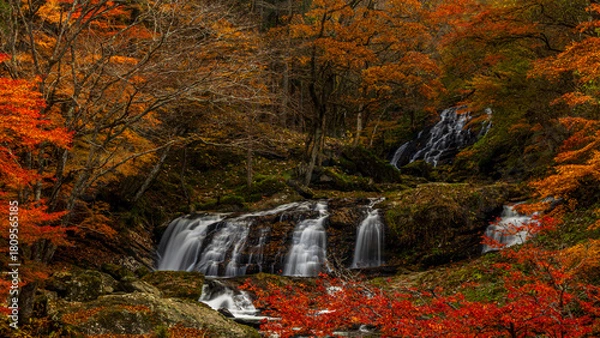 Fototapeta 紅葉の森を流れ落ちる滝　江竜田の滝　福島　絶景