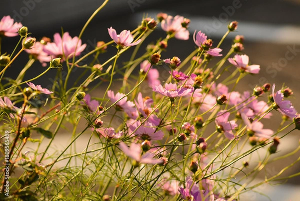 Obraz 朝日に照らされたコスモス