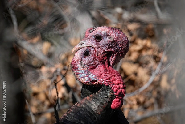 Obraz Turkey Toms Fighting