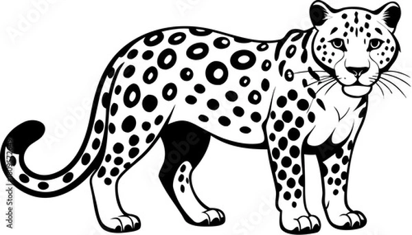 Fototapeta A drawing of a leopard that black and white   cheetah  on white background 