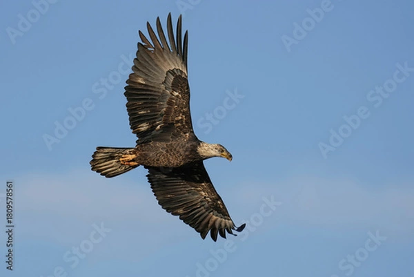 Obraz Juvenile Bald Eagle Flying Sunset