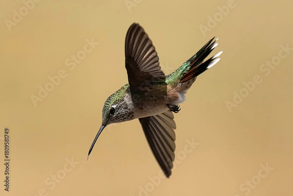 Obraz Broad-tailed Hummingbird Flight