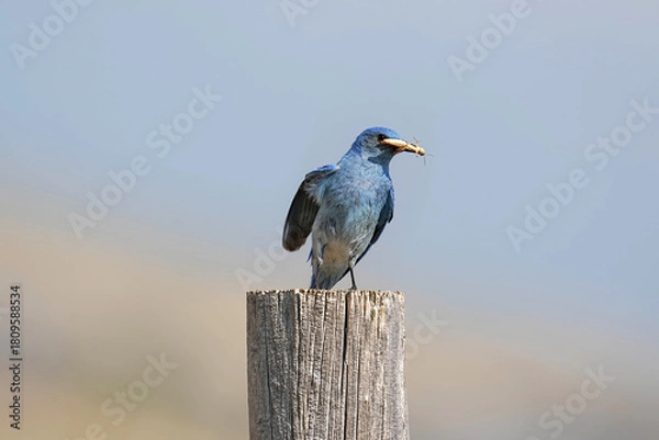 Obraz Mountain Bluebird - Grasshopper