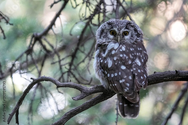 Obraz Boreal Owl - Colorado