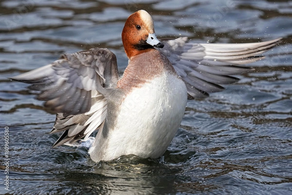 Obraz Eurasian Wigeon - Japan
