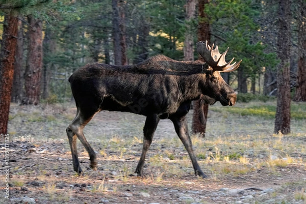Obraz Bull Moose - Sunrise