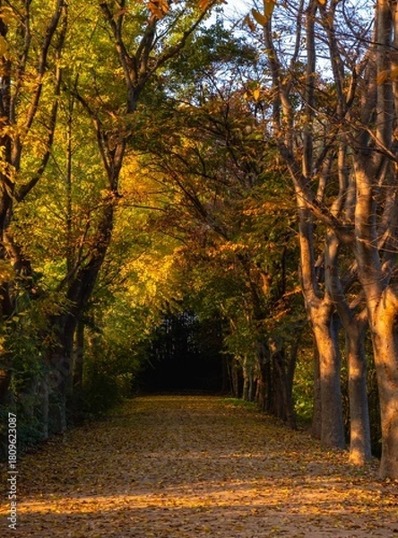 Obraz 가을 숲에서의 노을