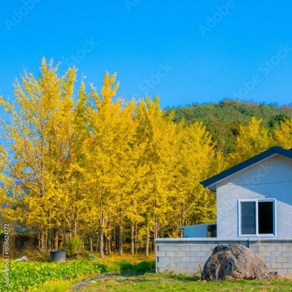 Obraz 도리마을에서의 풍경