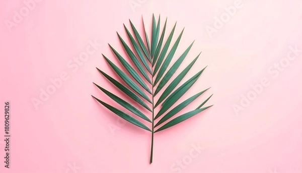 Fototapeta A single green palm leaf lies centered on a smooth, pink, gradient background