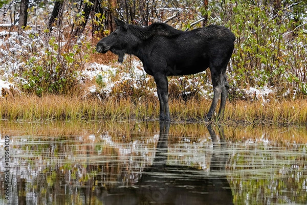 Obraz Bull Moose Fall Snow