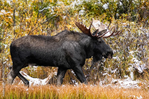 Obraz Bull Moose - Colorado - Fall - Snow