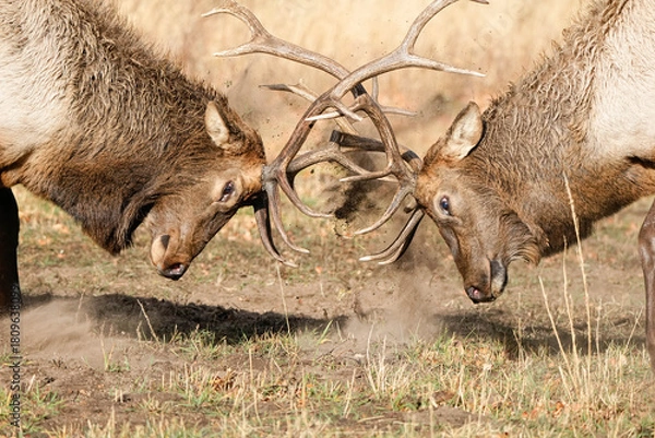 Obraz Bull Elk Dueling - Colorado