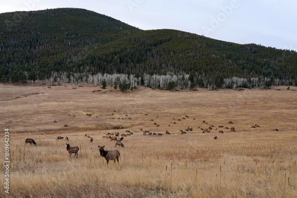 Obraz Elk Meadow - Colorado