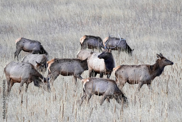 Obraz Harem and Bull Elk