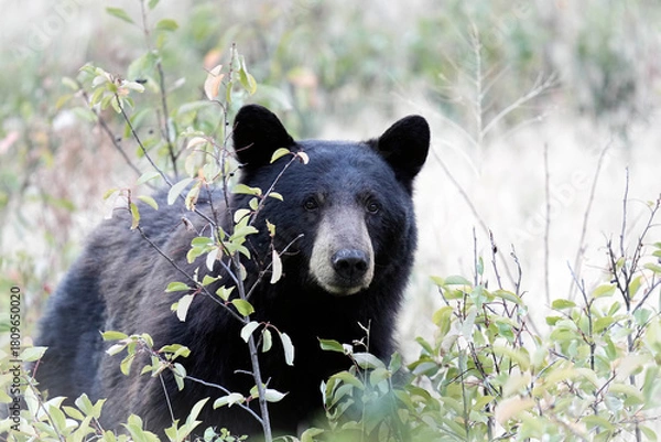 Obraz American Black Bear