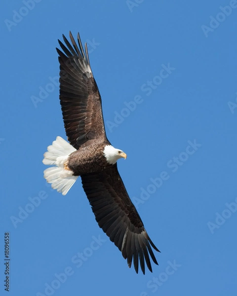 Fototapeta Bald Eagle