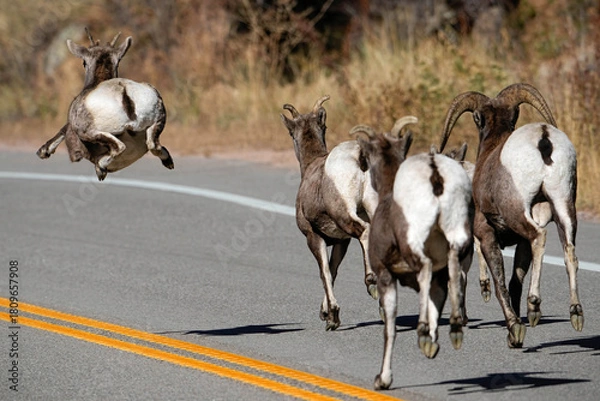Obraz Bighorn Sheep Running - Colorado