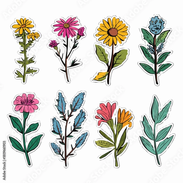 Obraz  A sticker set of medicinal herbs including chamomile, echinacea, lavender, mint, sage, thyme, calendula and plantain for health product packaging and herbal labels