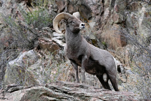 Obraz Ram Posing Rocky Terrain