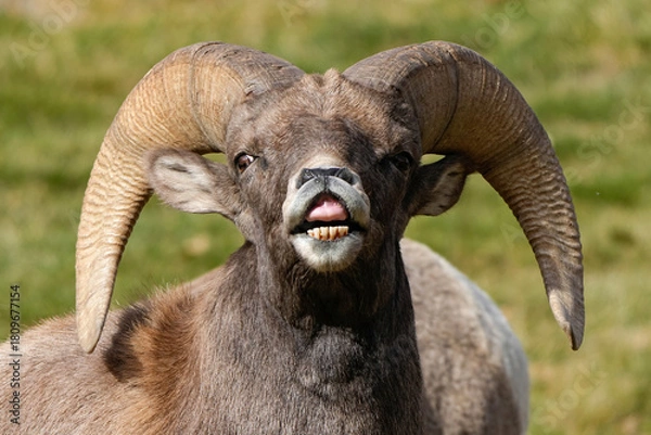 Obraz Bighorn Sheep Ram Rut