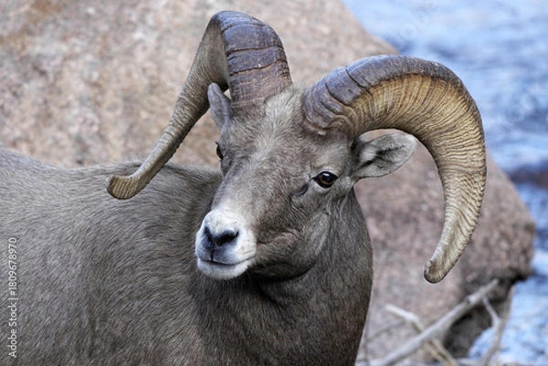 Obraz Close-up Ram Bighorn Sheep