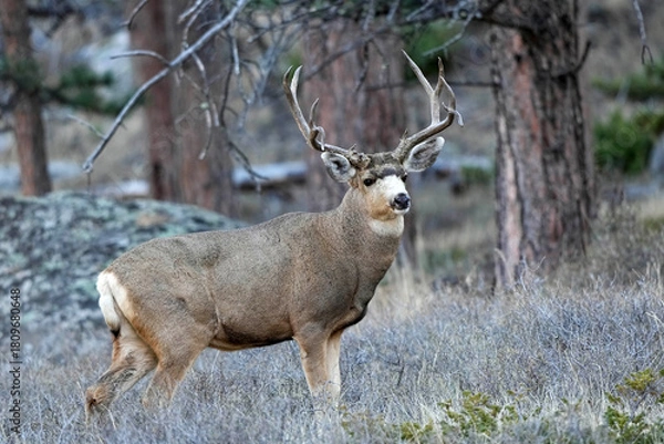 Obraz Mule Deer Buck Colorado