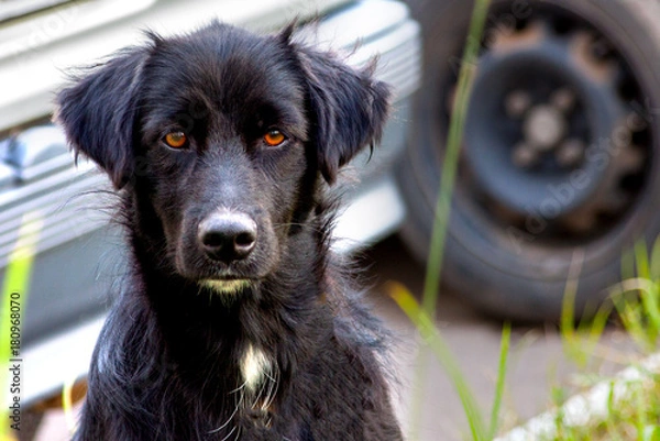 Obraz Stray black dog