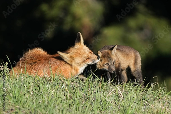 Obraz Red Fox mom and kit