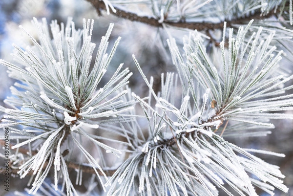 Fototapeta Pine branches in the snow