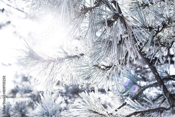 Fototapeta Pine branches in the snow