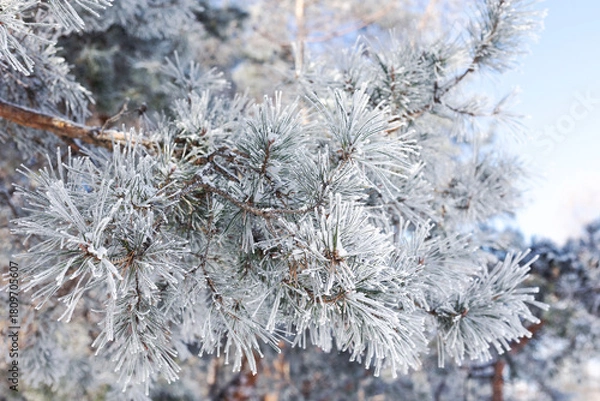 Fototapeta Pine branches in the snow