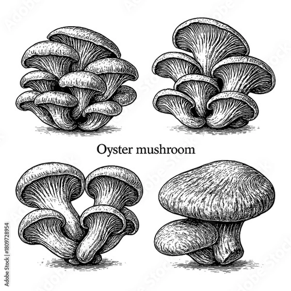 Obraz Oyster Mushroom Botanical Engraving Set Transparent Background