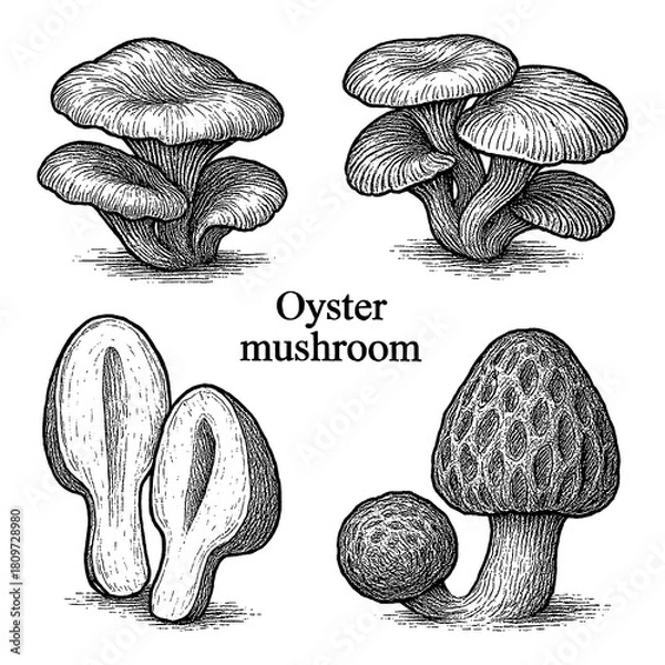 Obraz Oyster Mushroom Botanical Engraving Set Transparent Background