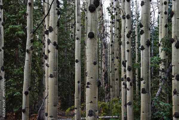 Obraz Aspen Trees Colorado